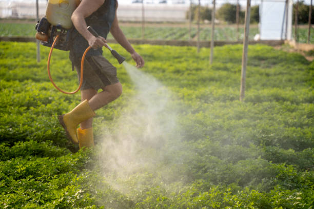 Best Affordable Pest Control Services  in Rowland, NC