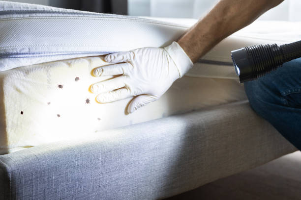 Best Emergency Pest Control  in Rowland, NC