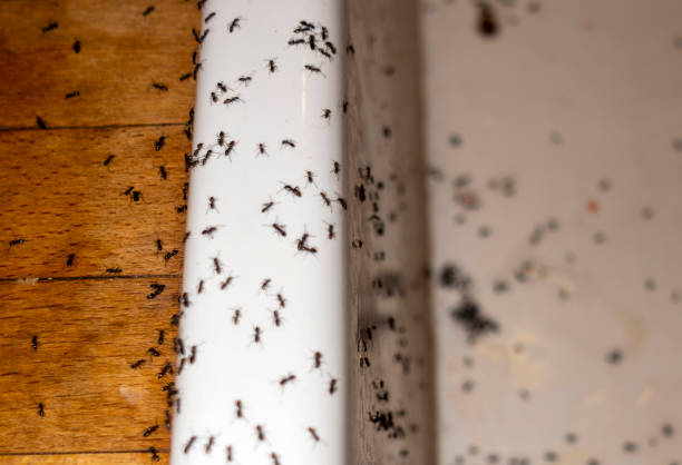 Best Termite Control Services  in Rowland, NC